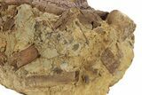Hadrosaur Jaw, Bone & Tendons In Sandstone - Wyoming #227952-5